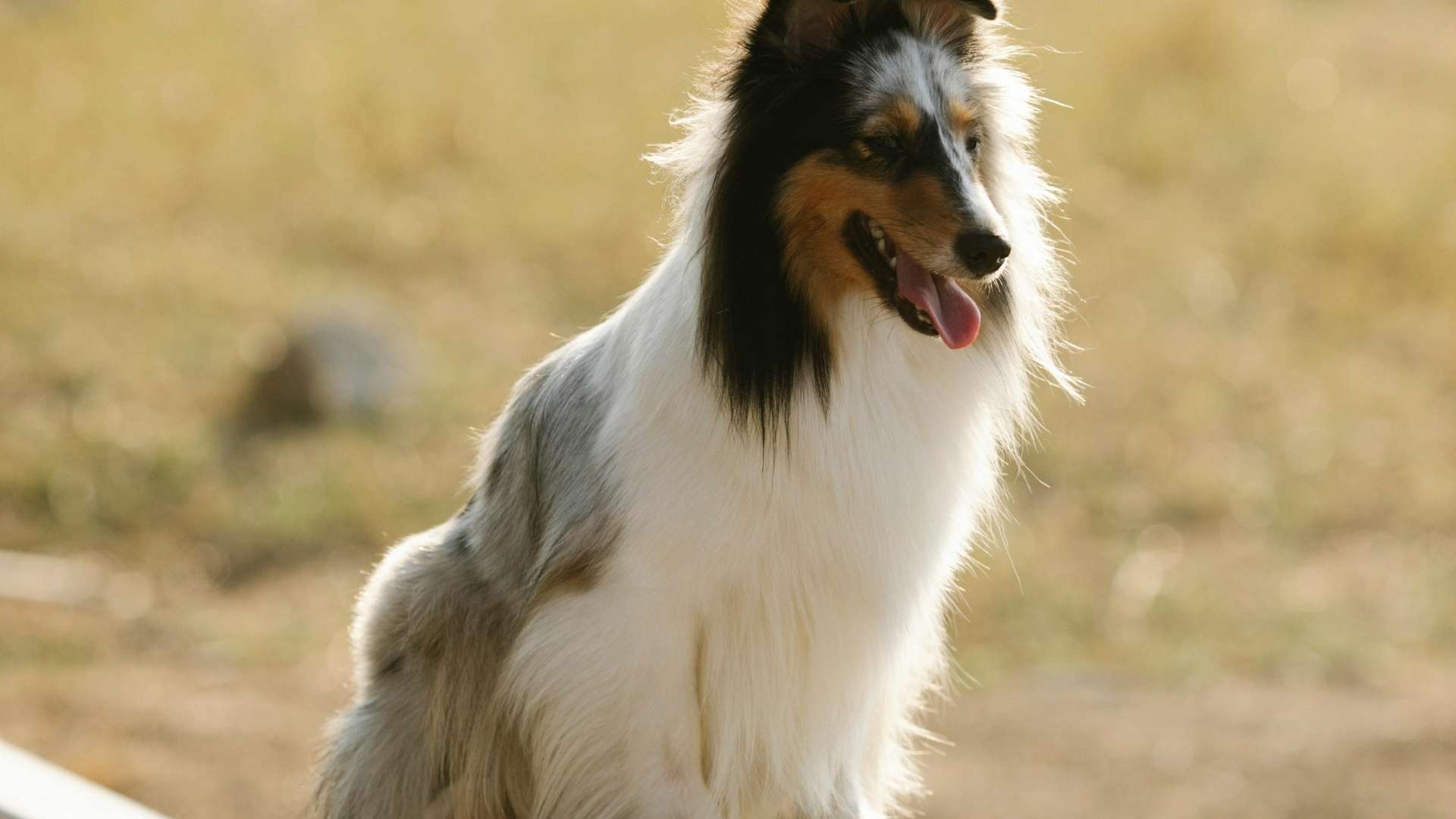 pastor de shetland